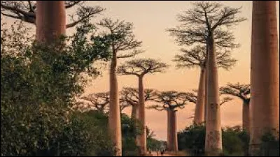 Laquelle de ces grandes îles se situe dans l'océan Indien ?