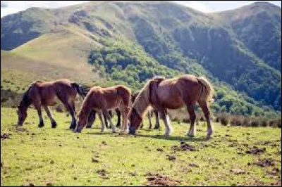 Comment se nomment ces poneys vivant en liberté au Pays basque ?