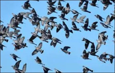 La palombe ou ce bel oiseau dont on admire le vol en formation.