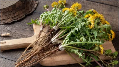 Une plante de printemps consommée en salade, la dent de...