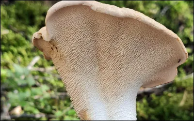 Pour des champignons de printemps, les pieds-de-...