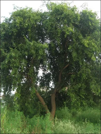 Veinage et couleur font toute la différence ! Le bois de violette.