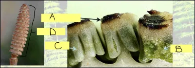 Complétez le schéma et précisez de quoi il s'agit...