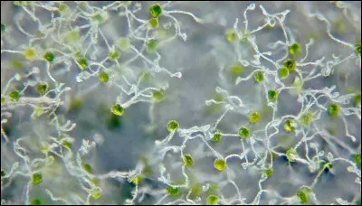 Que représente cette image ?