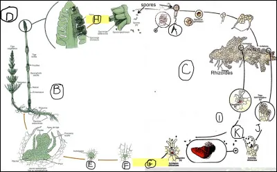 Compléter le cycle de vie de l'équisétophyte.