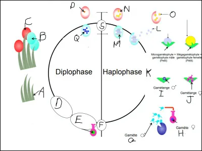 Compléter le cycle de vie suivant :