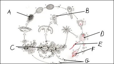 Veuillez compléter le cycle des marchantiophytes.