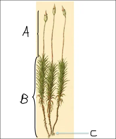 Compléter le schéma d'un individu bryophyte au sens strict.