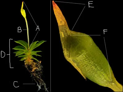 Légendez la partie sporophyte du bryophyte.