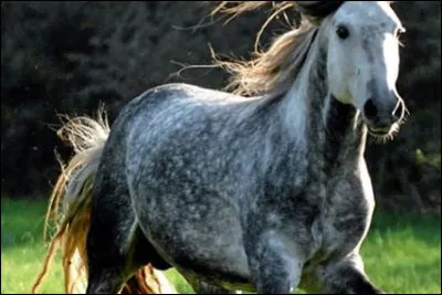 Les chevaux sont des :