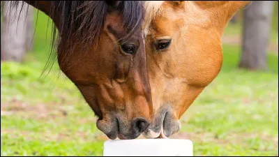 Les chevaux vivent généralement dans :