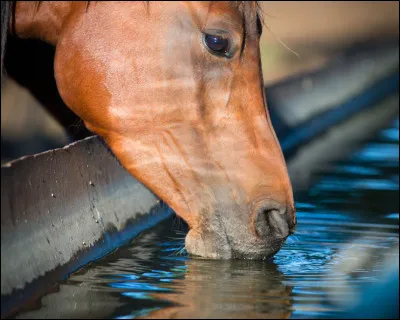 Quelle est la quantité d'eau qu'un cheval boit chaque jour ?