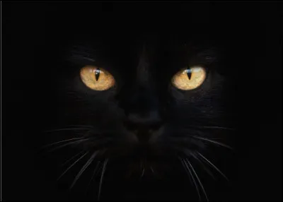 Les chats ont un 6e sens qui leur permet de voir dans le noir complet.