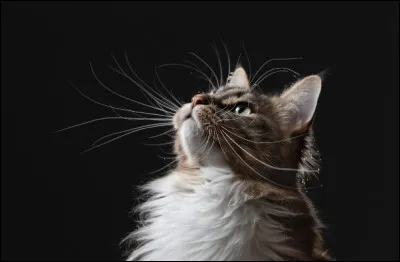 Combien de moustaches un chat domestique a-t-il ?
