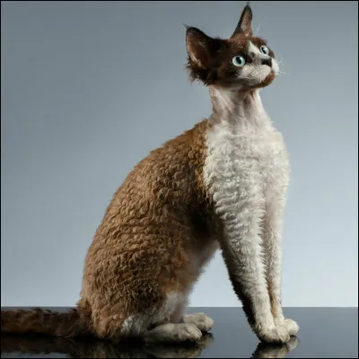 Laquelle de ces races de chats est connue pour son pelage bouclé ?