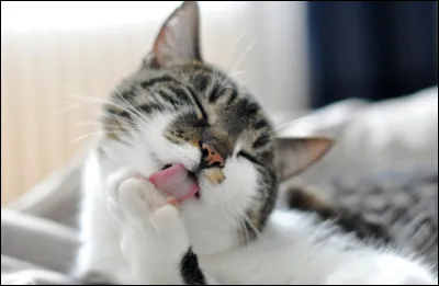 Combien dheures un chat passe-t-il en moyenne chaque jour à faire sa toilette ?