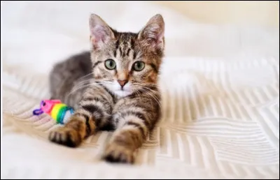 Les chats possèdent un organe spécial dans leur bouche appelé lorgane de Jacobson. Il leur permet de détecter les odeurs précisément.