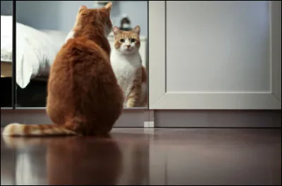 Lorsque quun chat va voir son reflet dans un miroir, que va-t-il faire le plus souvent ?