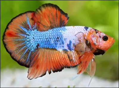 Quel est le nom de ce poisson deau douce qui a des nageoires multicolores ?