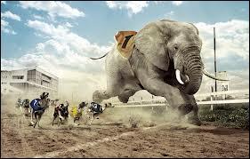 Je me demande si cet éléphant avait le droit de participer à une course de ...
