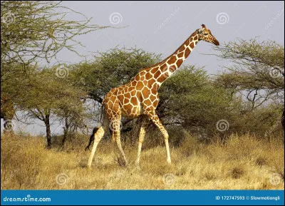 Est-il vrai ou faux que les girafes peuvent mesurer plus de 50 mètres ?