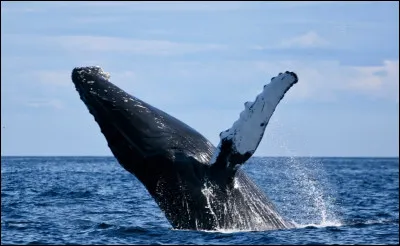 Est-il vrai ou faux que la baleine pèse plus de 100 tonnes ?