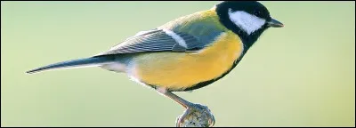 Est-il vrai ou faux que les oiseaux peuvent voler plus d'une journée ?