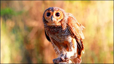 Est-il vrai ou faux que les hiboux peuvent retourner leur tête ?