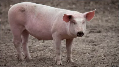 Est-il vrai ou faux que les cochons peuvent retenir leur nom ?