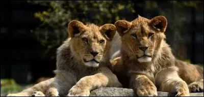 Durant quel jour a lieu la "Journée mondiale du lion" chaque année ?