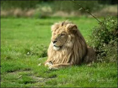 Quel groupe a repris la chanson "Le lion est mort ce soir" dans les années 90 ?