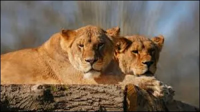 À quel chanteur doit-on "Les lionnes" en 2000 ?