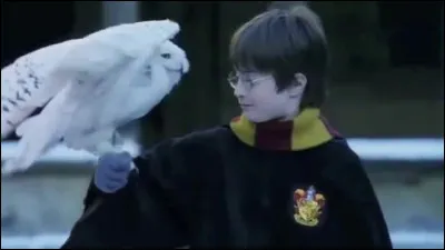 Dans quelle saga trouve-t-on de nombreux territoires avec des forêts ?