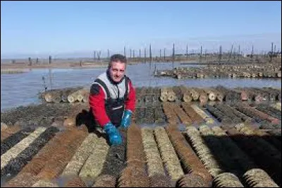 Comment s'appelle celui qui cultive les huîtres ?
