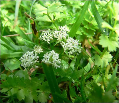 Vous pourrez attraper ce poisson avec un harpon si vous changez à celui-ci la lettre...