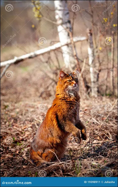 Fleur de Saule est...