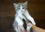 Test Quelle race de chat te correspond le plus ?