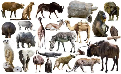 Quel est ton animal préféré ? (2/3)