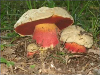 Quel est ce très beau champignon ?
