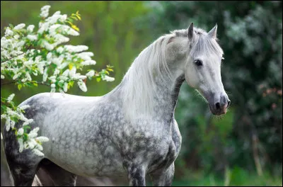 Quand le cheval s'exprime il hennit ! Parmi ces trois autres animaux, lequel ne hennit pas ?