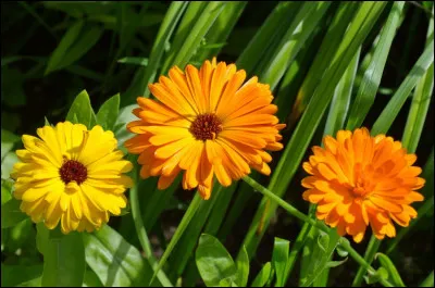 Comment nomme-t-on coutumièrement le calendula ?