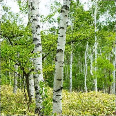 Que sont ces arbres aux troncs blanc argenté ?