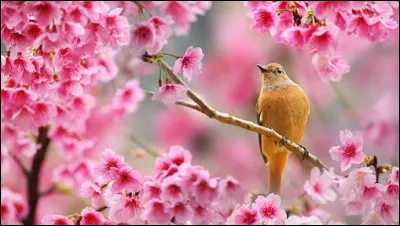 Ha oui ! Jallais oublier De quel Clan fait partie ton matou ? 
Au moins pendant un certain temps genre Nuage de Jais compte comme membre du Clan du Tonnerre et Fléau compte comme membre du Clan de lOmbre.