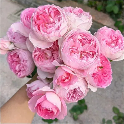 Qui préférez-vous ?