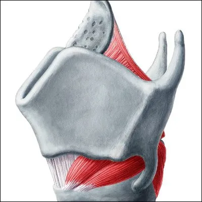 Quel organe musculaire du larynx est séparé de son ligament sous-jacent par lespace de Reinke ?