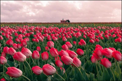 Tu fais ce test parce que...