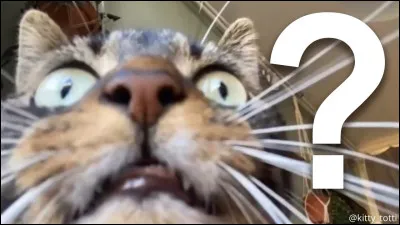 Quel est ton pire défaut ?