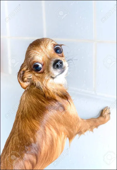 Rigoles-tu devant cette image ?