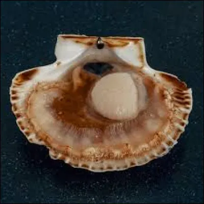 Comment s'appelle le muscle dune coquille Saint-Jacques ?