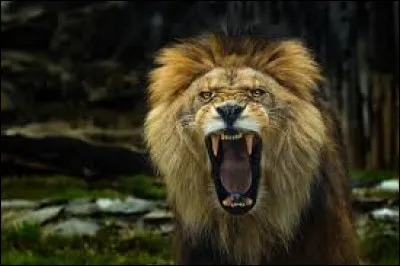 Quel est l'animal le plus dangereux du monde ?